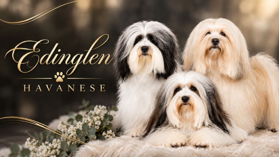 EDINGLEN HAVANESE